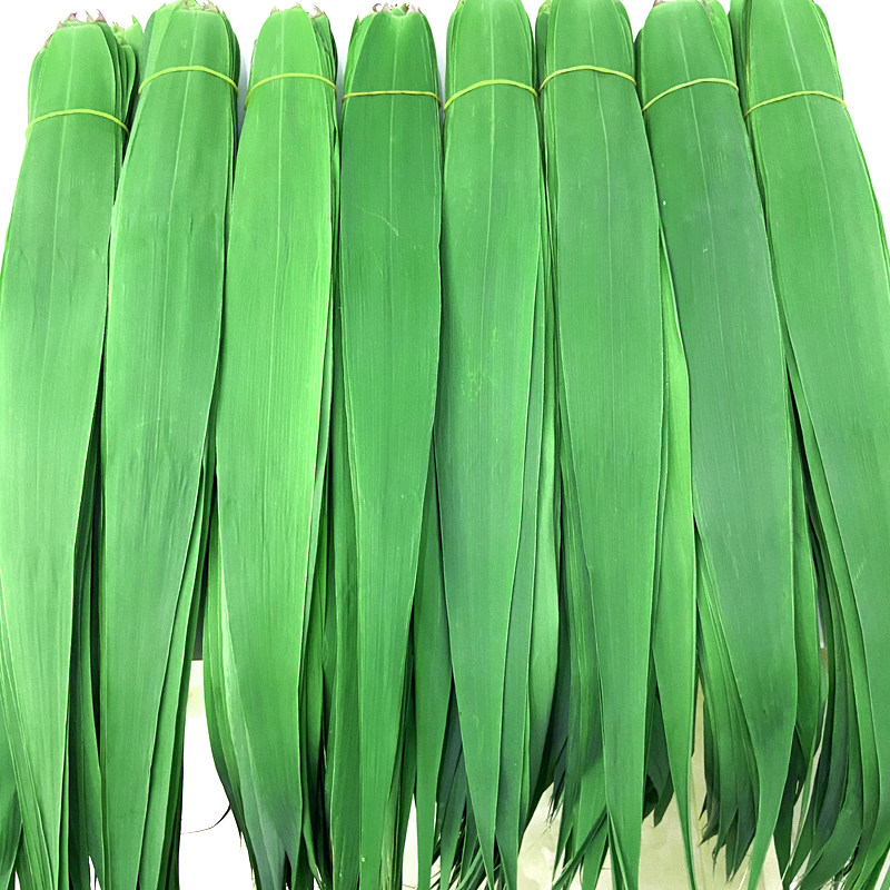 白洋淀芦苇叶粽叶新鲜野生叶包粽子的叶子现摘 200片