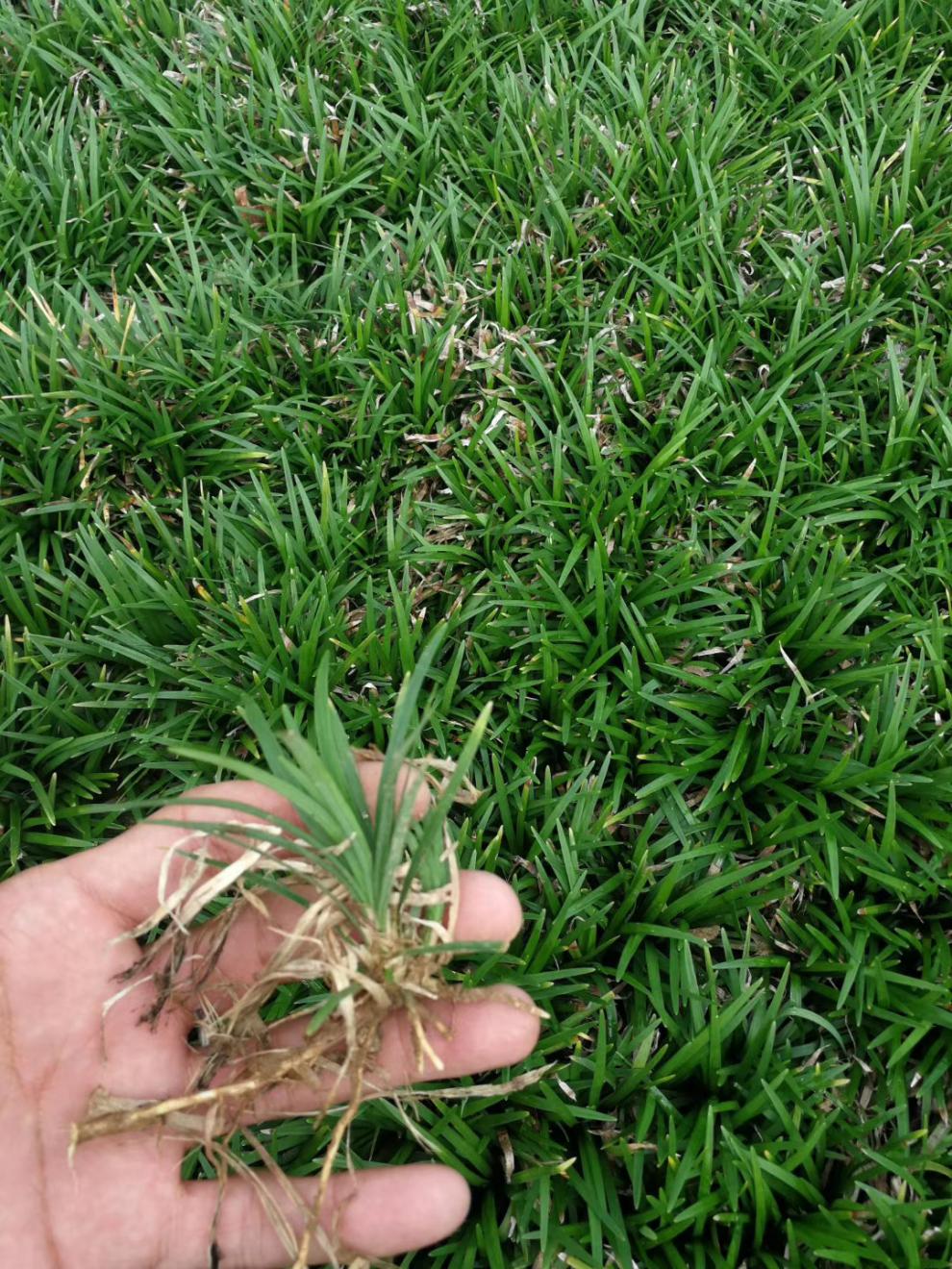 玉龙草苗耐寒耐践踏四季碧绿别墅庭院草坪按斤日本矮麦冬草 玉龙草