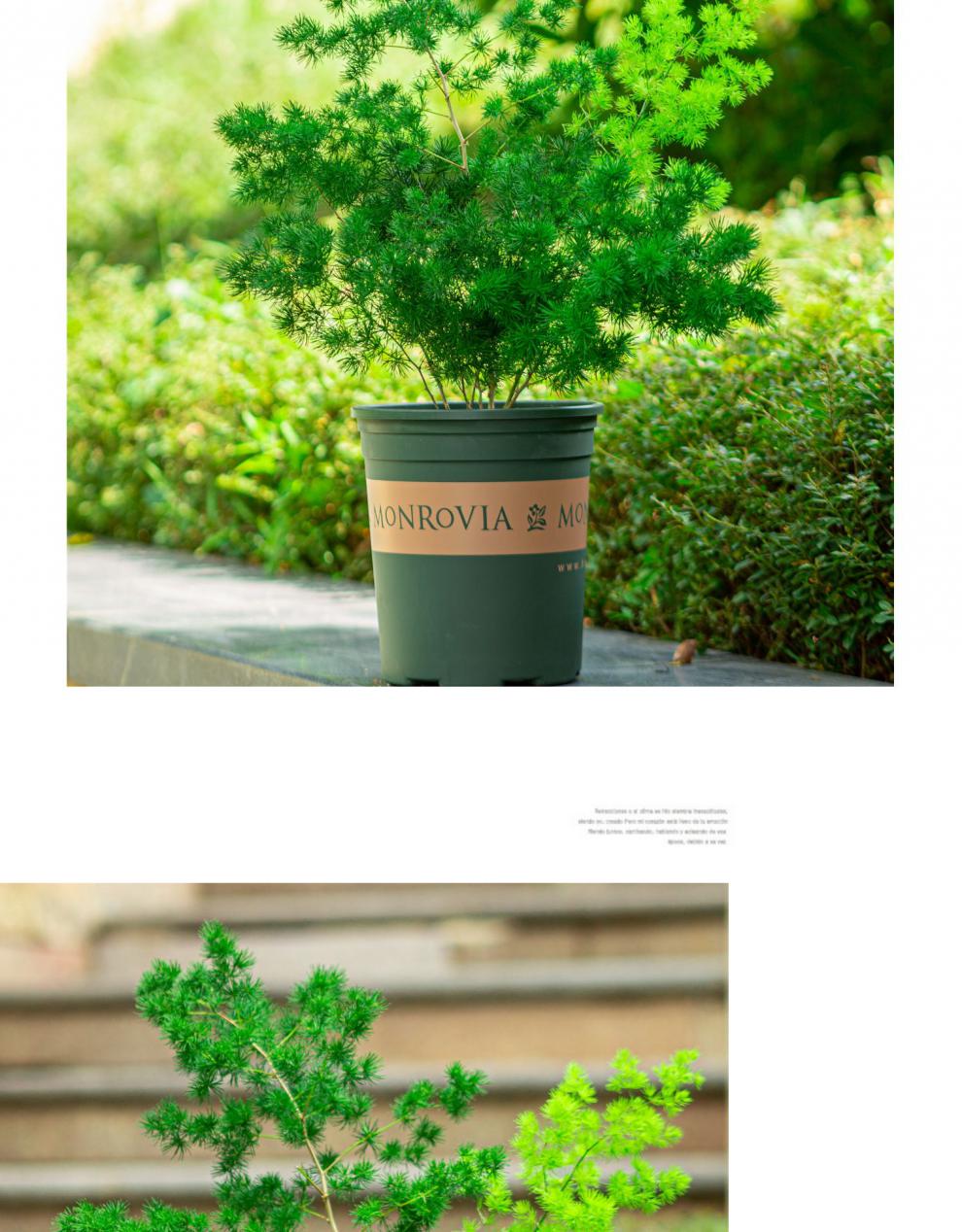 生肖猴蓬莱松盆栽客厅猴年室内植物盆景耐寒绿植苗四季常青金钱树
