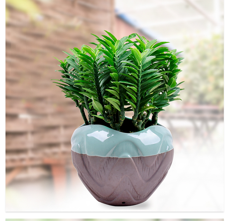 玉蜻蜓盆栽四季常青室内办公耐阴耐旱好养桌面绿植2盆玉蜻蜓不含盆土