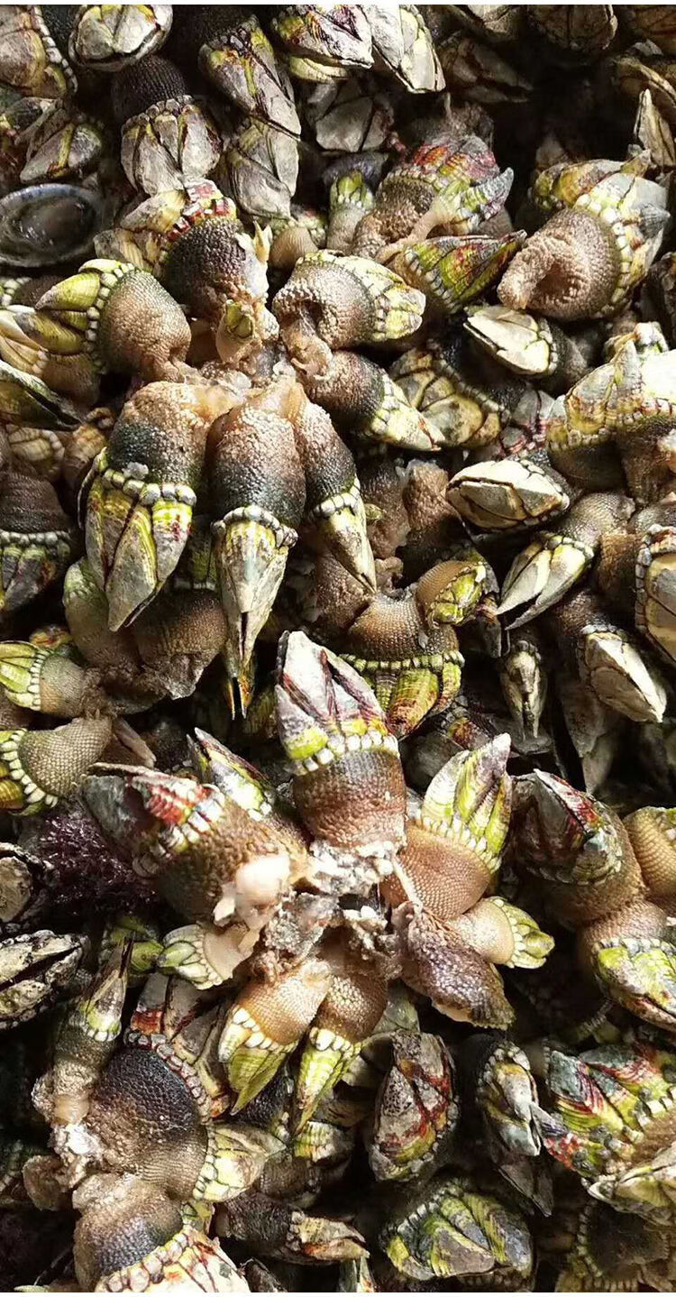 海鲜佛手螺鲜活鹅颈藤壶龟足海鲜狗爪螺鬼爪螺海鸡脚螺250gs号半斤250