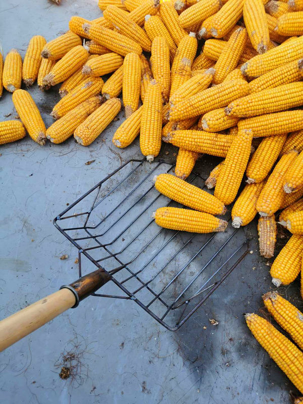 玉米铲玉米叉农用装玉米棒子神器玉米叉子东北收玉米锹晒玉米工具