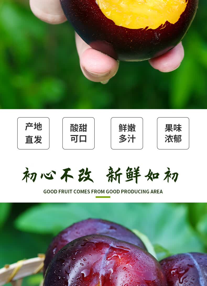 陕西黑布林李子 新鲜水果黑布李子巨李大果应季水果 入沪3斤装【图片
