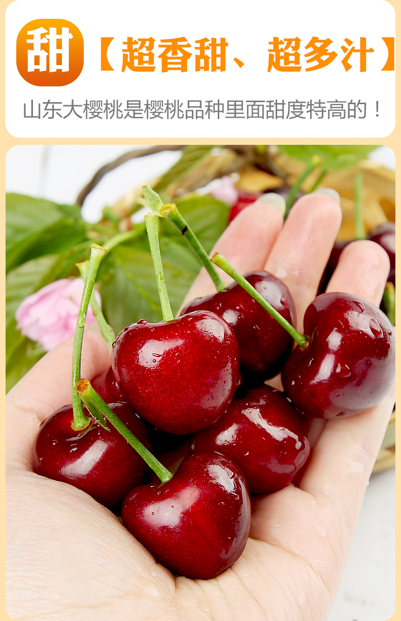 樱桃现货山东美早大樱桃国产车厘子孕妇水果新鲜烟台l24mm以下5斤