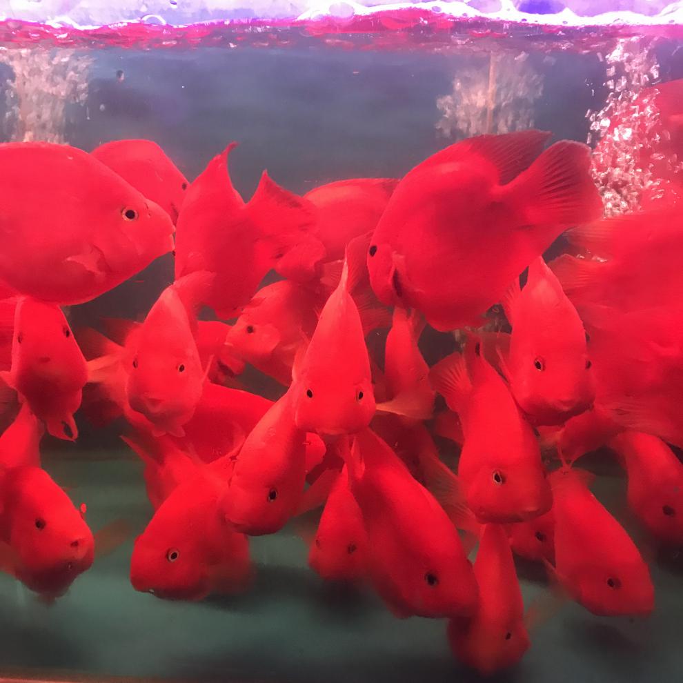 vieruodis 热带观赏鱼血红鹦鹉鱼活体元宝红财发财鱼银龙鱼淡水鱼 血