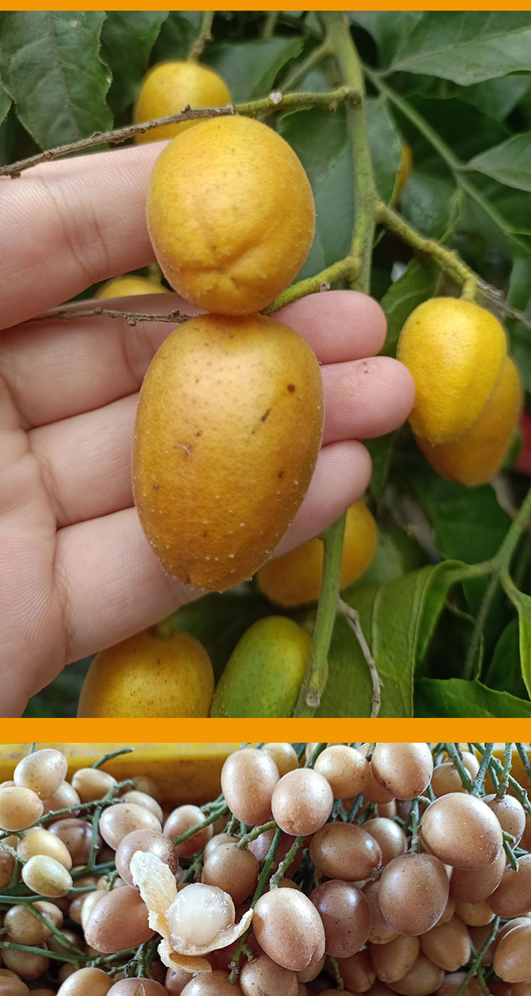 玫栀 新鲜黄皮果鸡心黄皮冰糖无核黄皮酸甜当季水果【坏果包赔】 新鲜