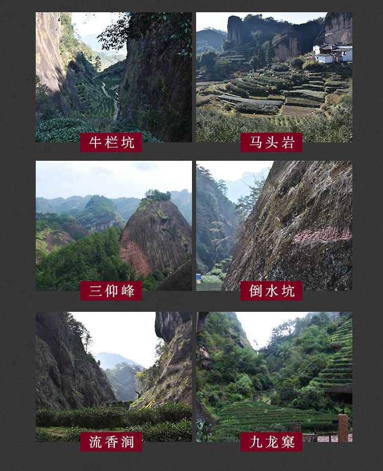 正岩肉桂茶250g果香大红袍茶叶散装岩茶马头岩武夷山