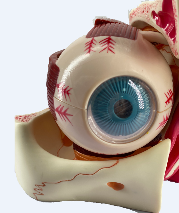 追艺人体眼球模型 6倍放大眼球模型 五官科眼睛构造解剖教学模型 医学