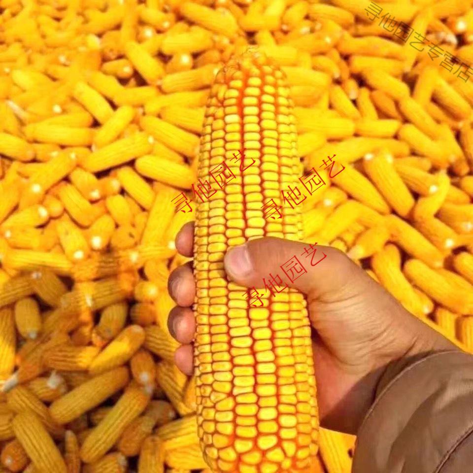 正大808 杂交玉米种子高产抗病粒深粮饲兼用大田种植春夏播种玉米 拆