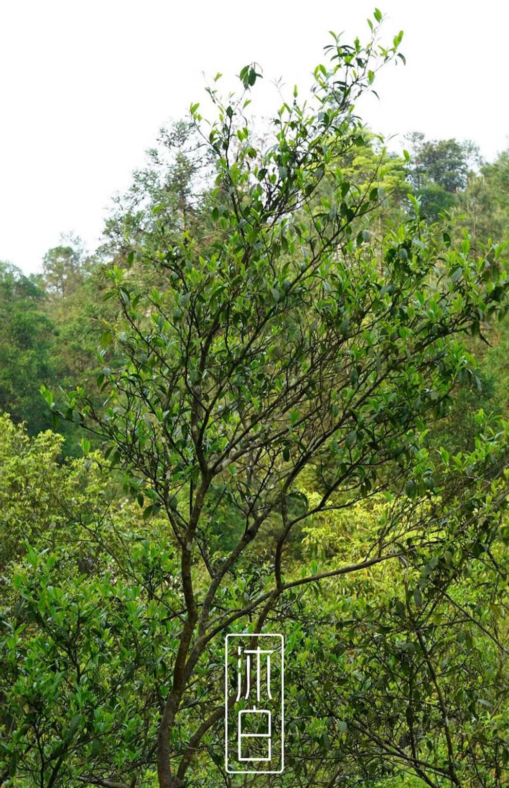 2021年沐白系列后坪极荒老树白毫银针500g【图片 价格 品牌 报价】