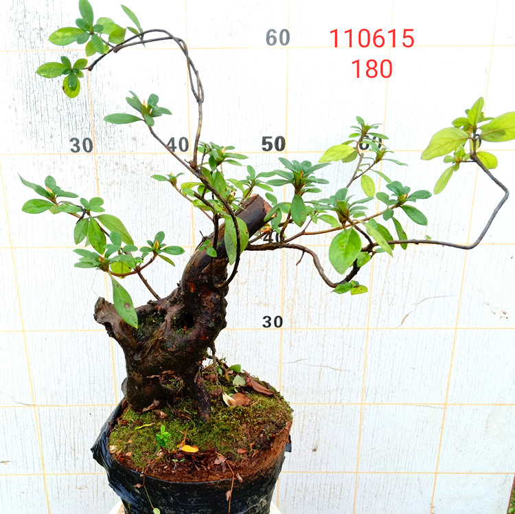 室内盆景树苗栽好映山红老桩矮化提根精品造型大杜鹃花 深灰色 c03