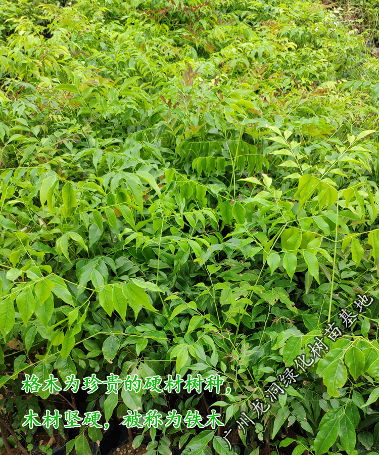 花姬正宗珍贵硬材红木树种广西格木苗斗登凤庭院常绿名贵树铁木树苗