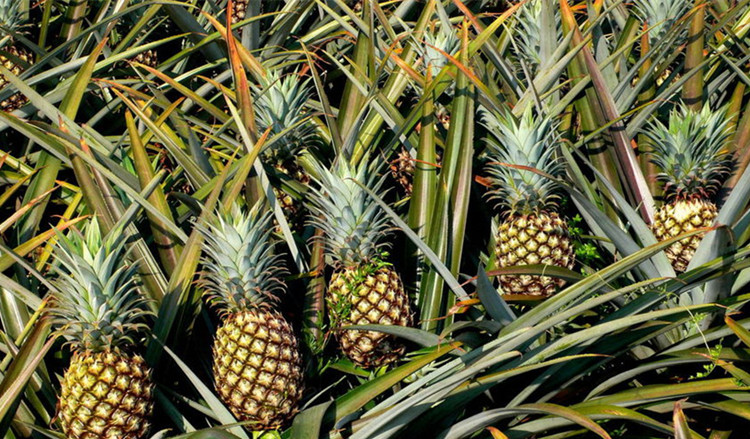 海南三亚小菠萝新鲜孕妇水果波萝金菠萝金钻菠萝凤梨香水 爆甜 5000g