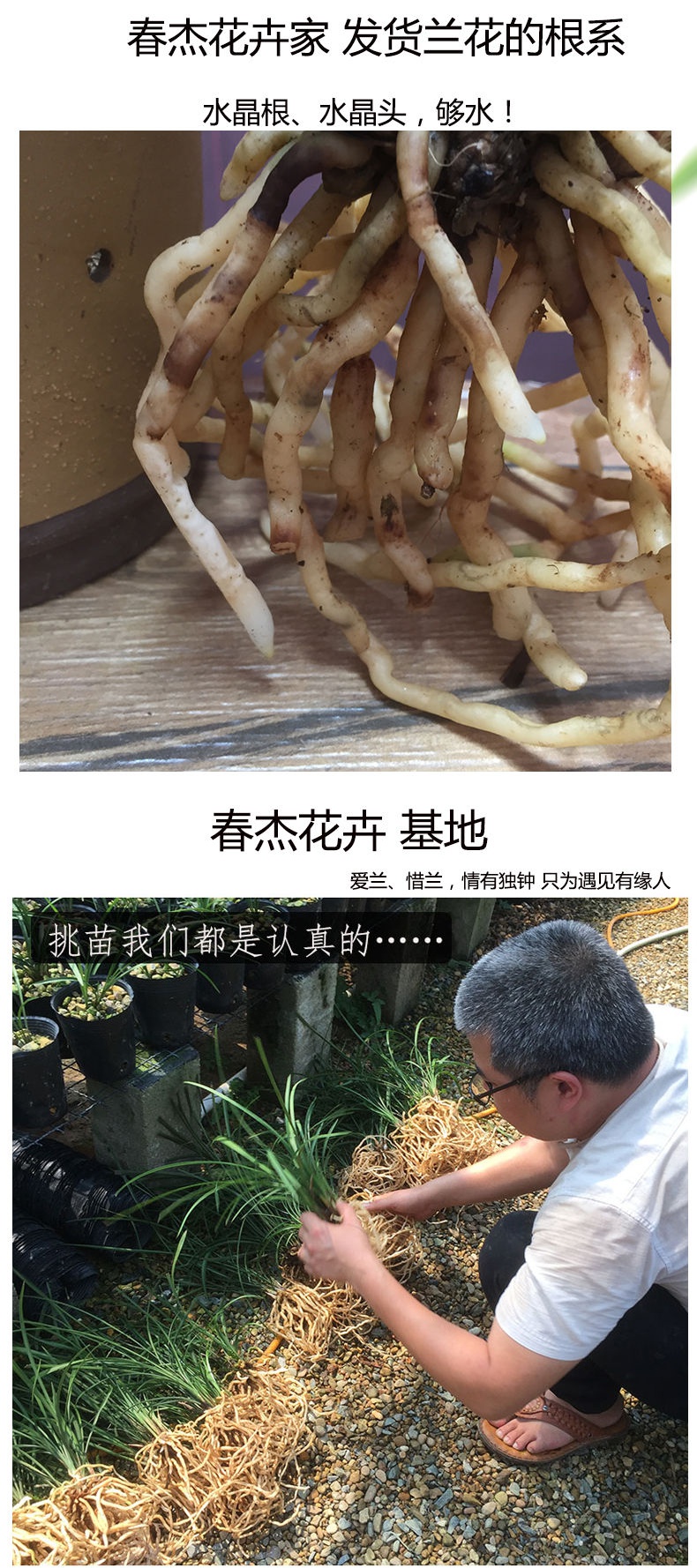 细叶寒兰国画之美兰花苗寒妃开花浓香冬季带花苞室内花卉绿植盆栽寒妃