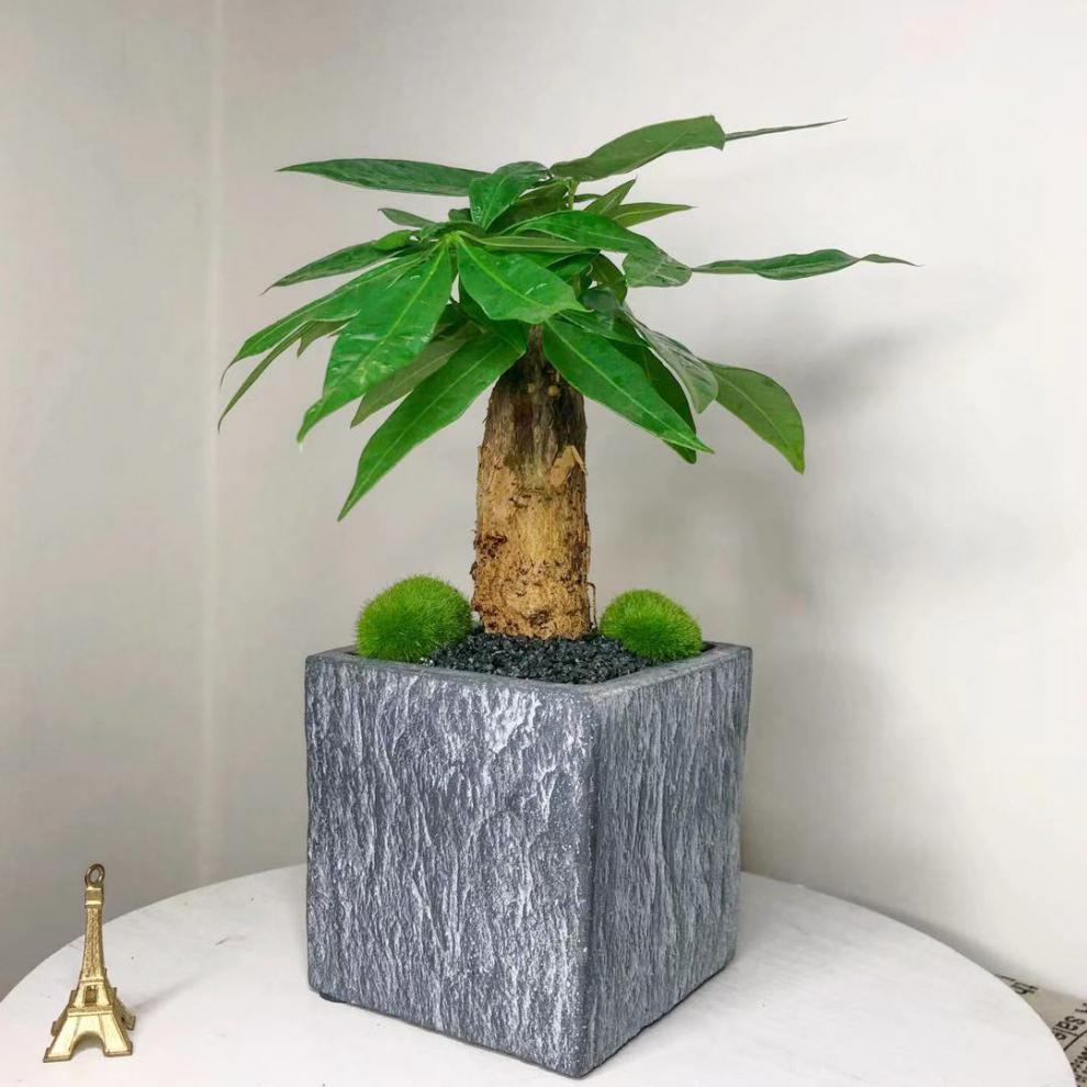 发财树室内耐阴植物办公室射绿植四季常绿桌面盆景盆栽耐旱发财树水泥