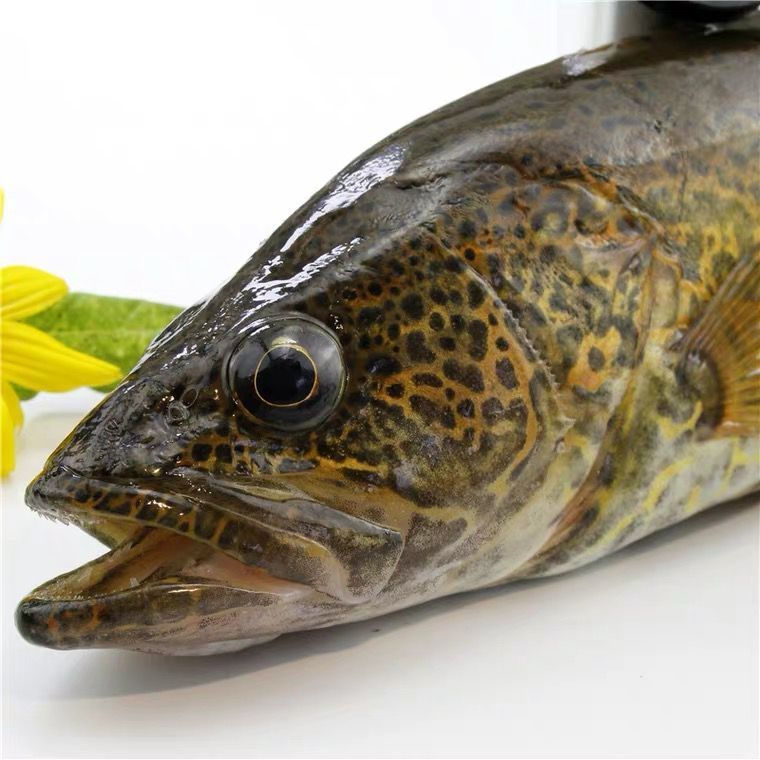 lism千岛湖正宗纯筒鳜鱼鲜活臭桂鱼活鱼波纹淡水鱼现杀新鲜季花鱼