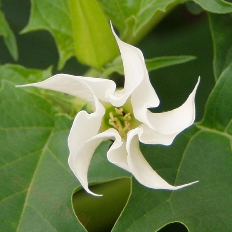 野生曼陀罗花种子白花曼陀罗种籽庭院盆栽 散装花卉四季醉心花 曼陀罗