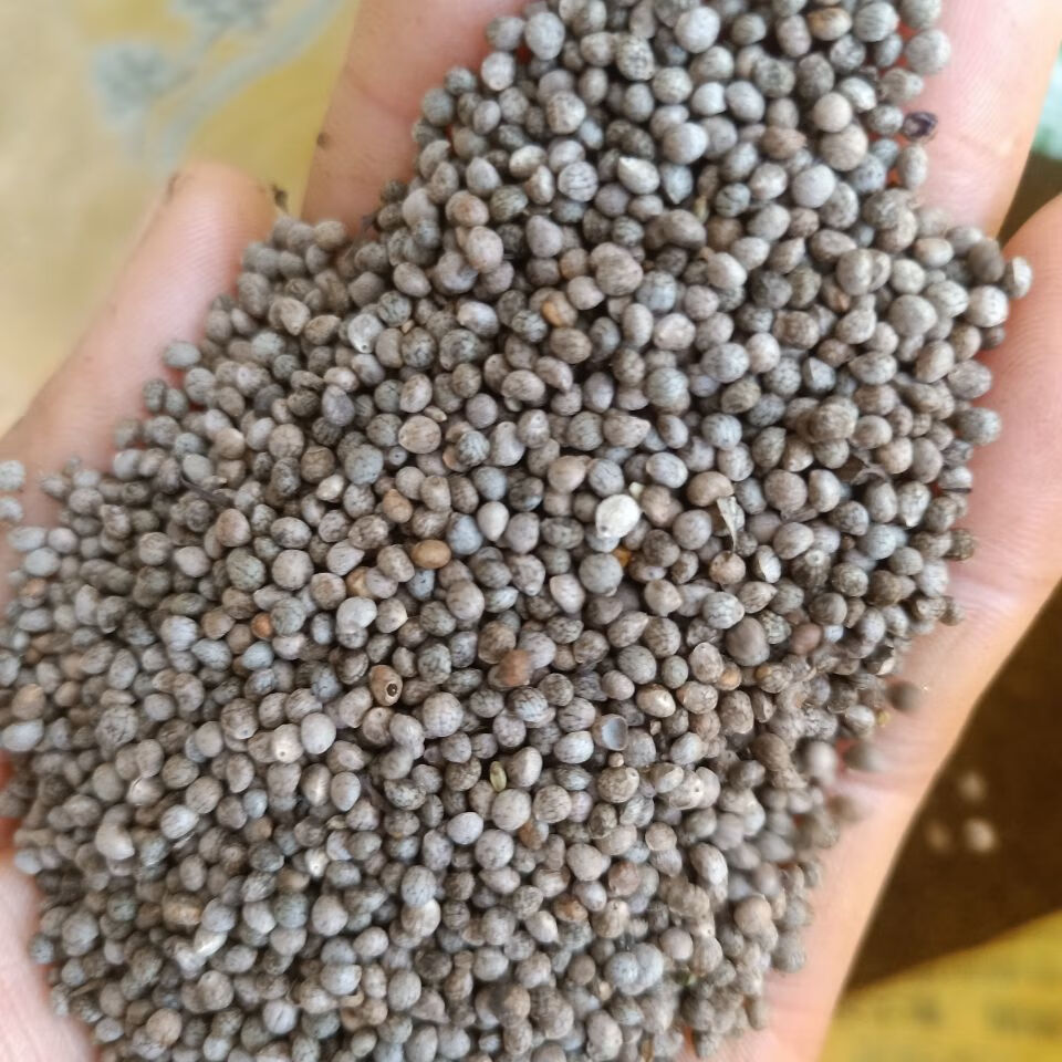 贵州酥麻子黑酥麻子引子酥麻紫苏子新货油性酥麻引子生苏子苏麻子