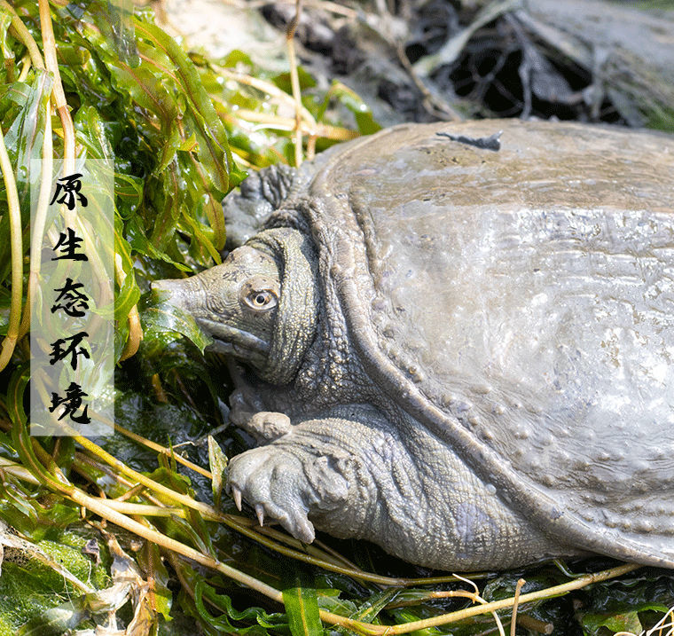 绿色召集令正宗乌鳖滋补精品黑甲鱼外塘放养团鱼鲜活送达到家2斤实发2