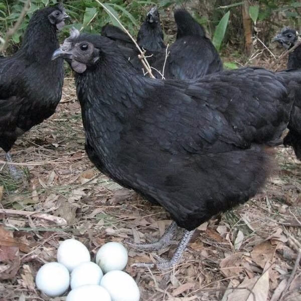 农家散养五黑鸡绿壳蛋鸡五黑绿壳脱温鸡乌骨鸡半大活体发货包活 五黑