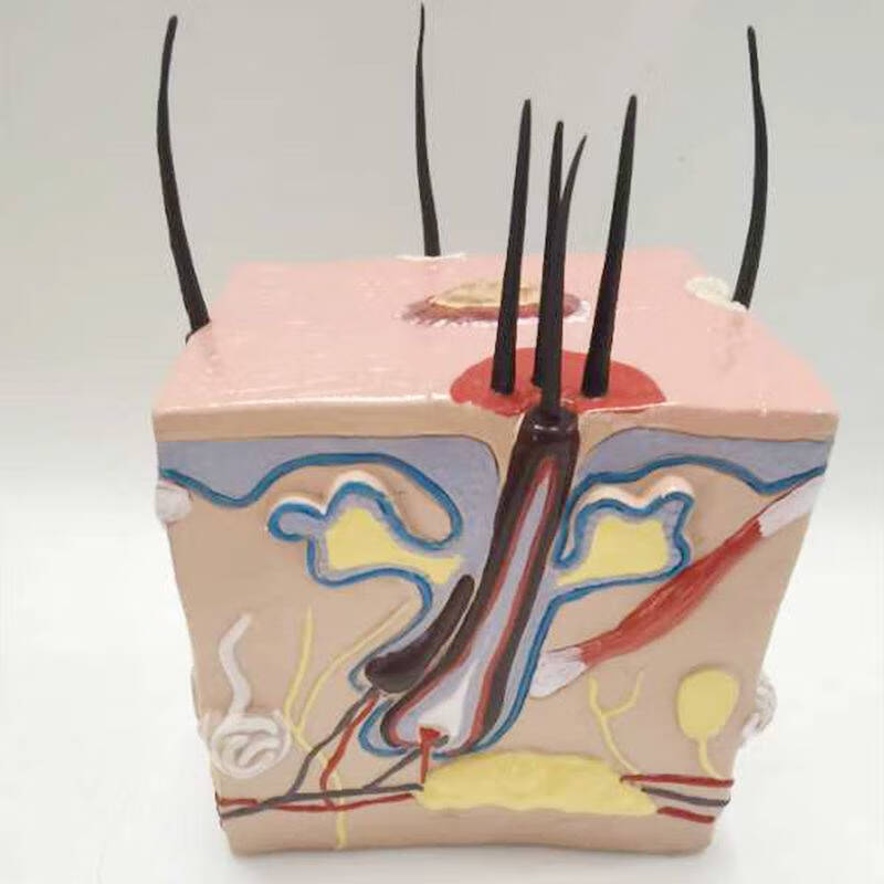 毛囊结构皮肤模型人体健康毛发生长过程毛囊放大痤疮青春痘皮肤解剖