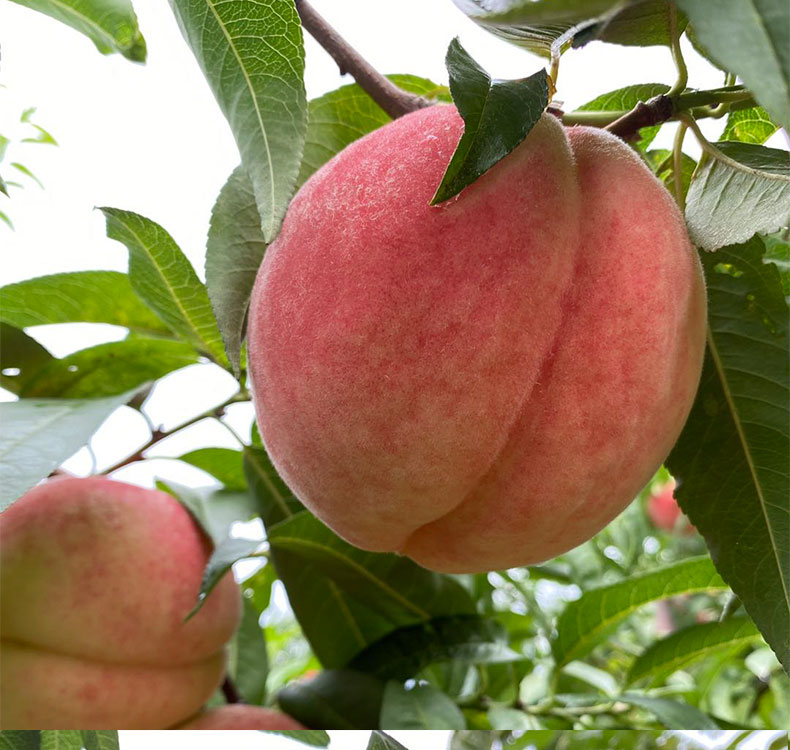 正宗北京子水果新鲜水蜜桃脆软甜绿化9号久保桃单果4两以上12枚3000g