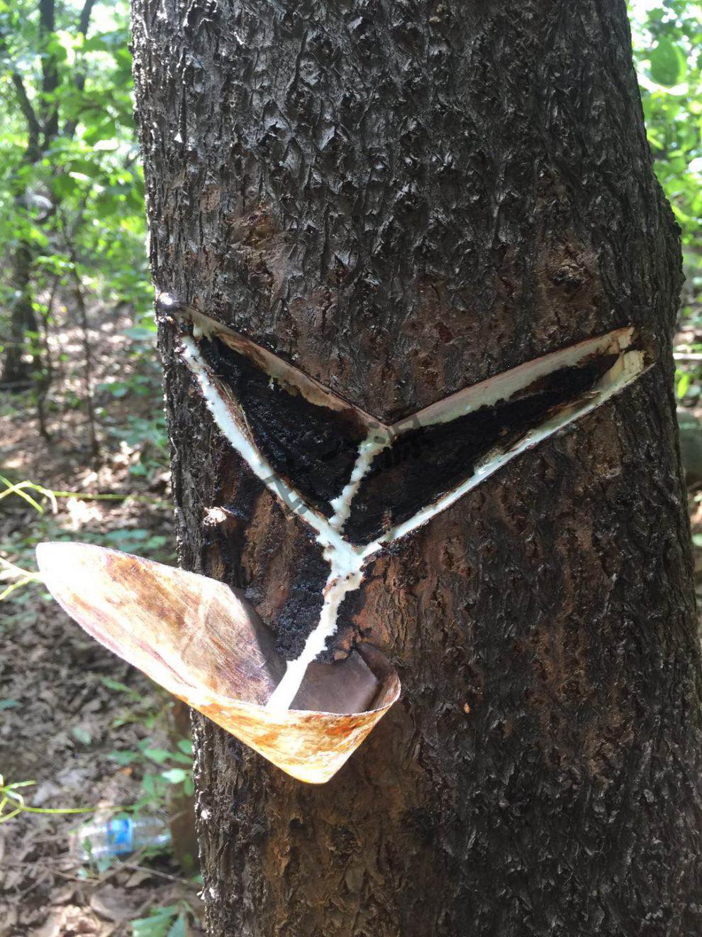 手擦漆透明度高亮度好生漆土漆大漆野生漆树上采割用棉纱擦揩清漆