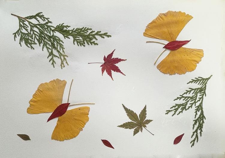 树叶标本制作方法艺术图片