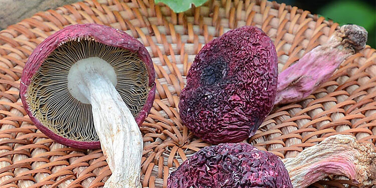 福建三明红菇土特产干货月子营养滋补煲汤食材煮面粉汤 150g【图片