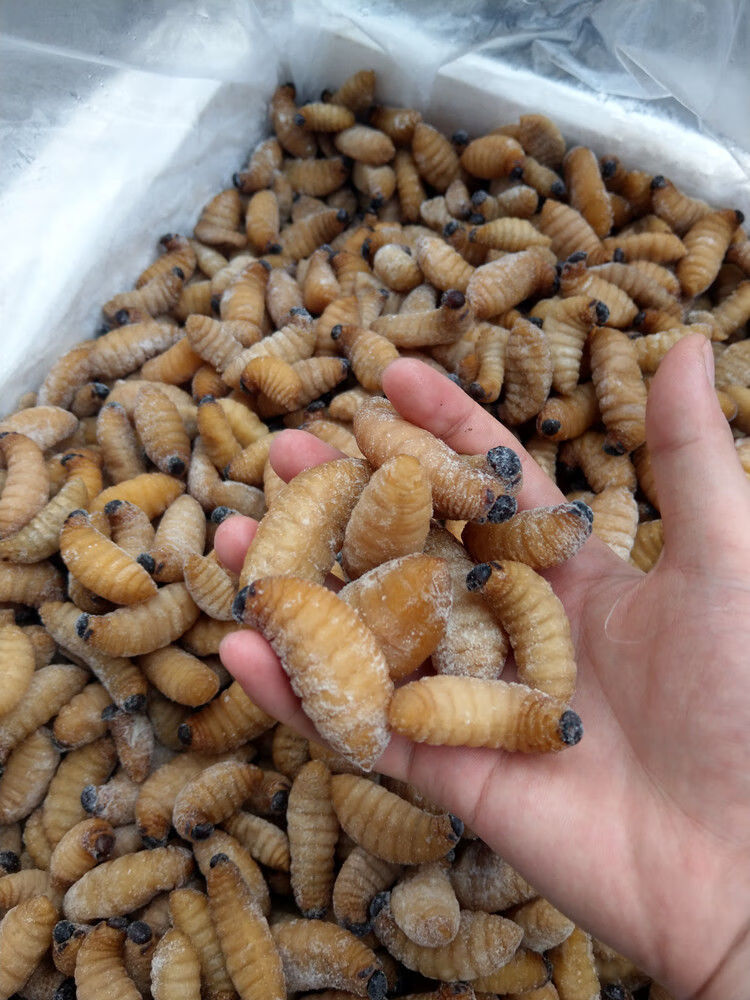 竹虫新鲜 速冻大竹虫竹笋虫竹蛹干冻无冰大竹蛆笋蛆笋子虫生鲜全国