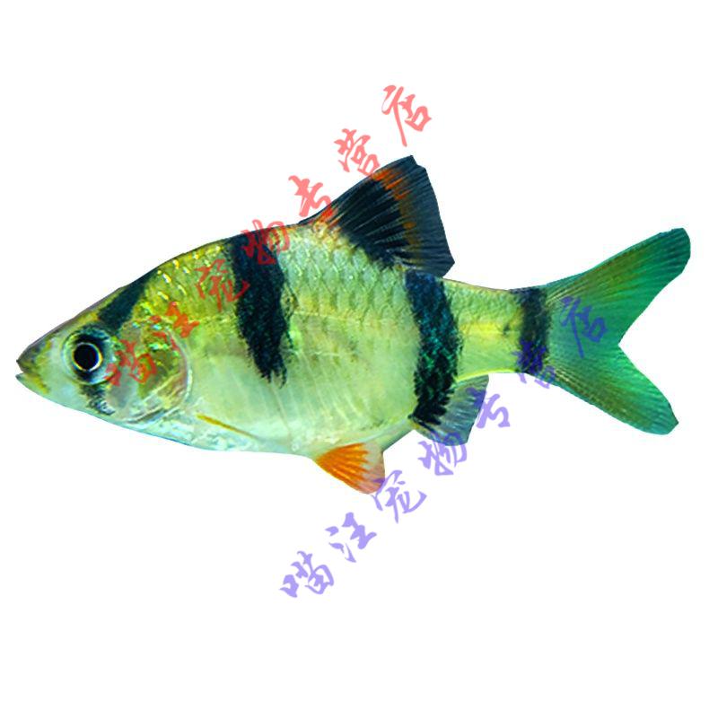 瑾伦虎皮鱼活体鱼热带鱼淡水鱼四间鱼小型鱼宠物鱼金鱼群游观赏鱼好养