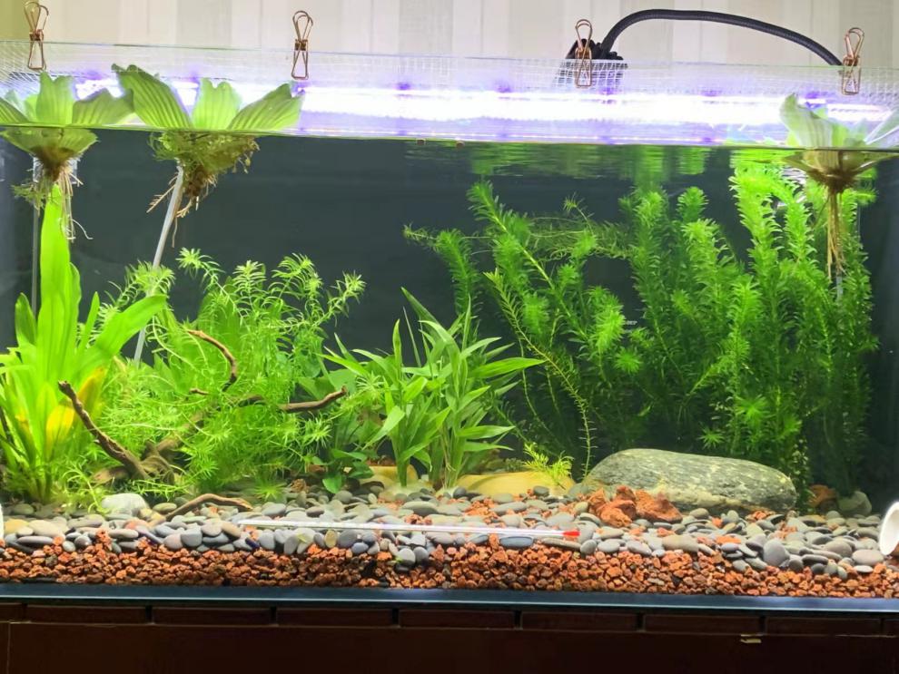 金鱼藻增氧阴性活体淡冷水懒人真水草 蜈蚣草2支配小瓷环1个【图片