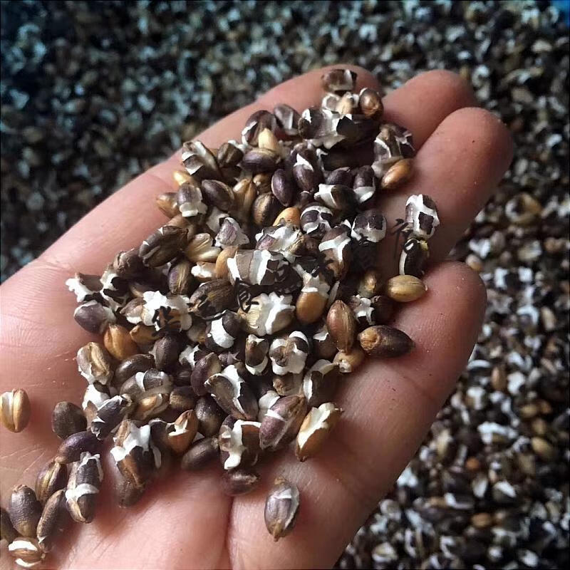 西藏特产西藏黑青稞炒黑青稞西藏青稞零食零食500g