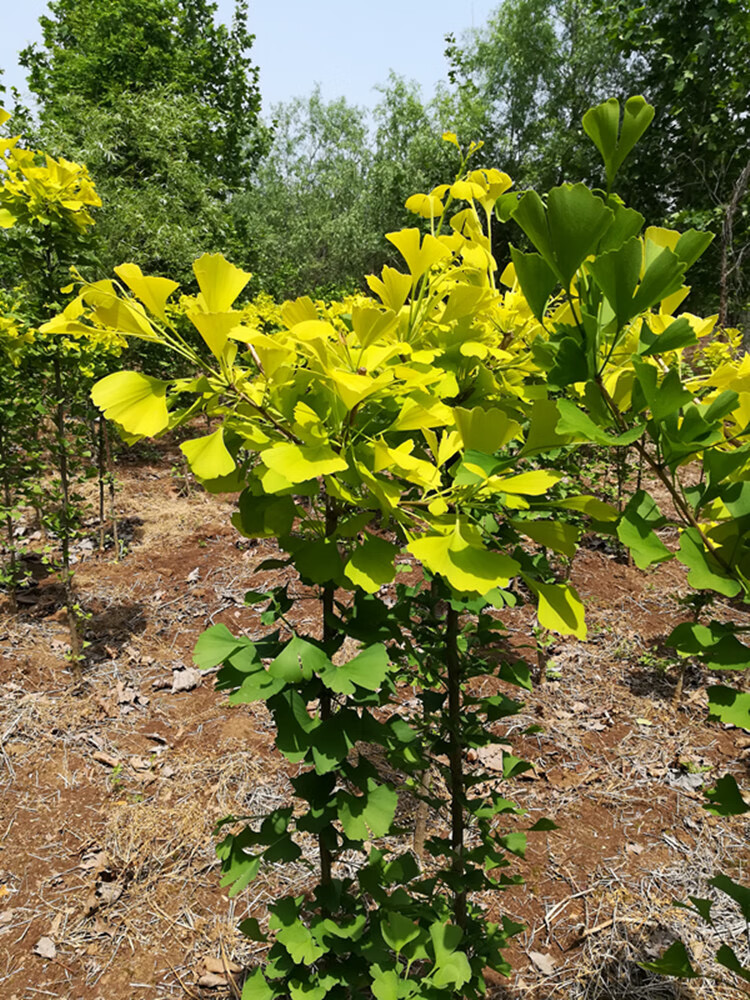 银杏树苗大树庭院结果白果苗南北方地栽盆栽种植特大果树苗深蓝色111