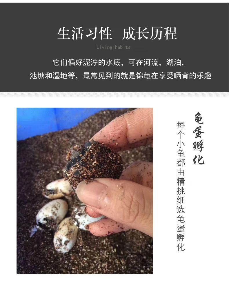 中华草龟活体乌龟活体外塘长寿龟宠物龟金线龟活物龟墨龟草龟苗一意