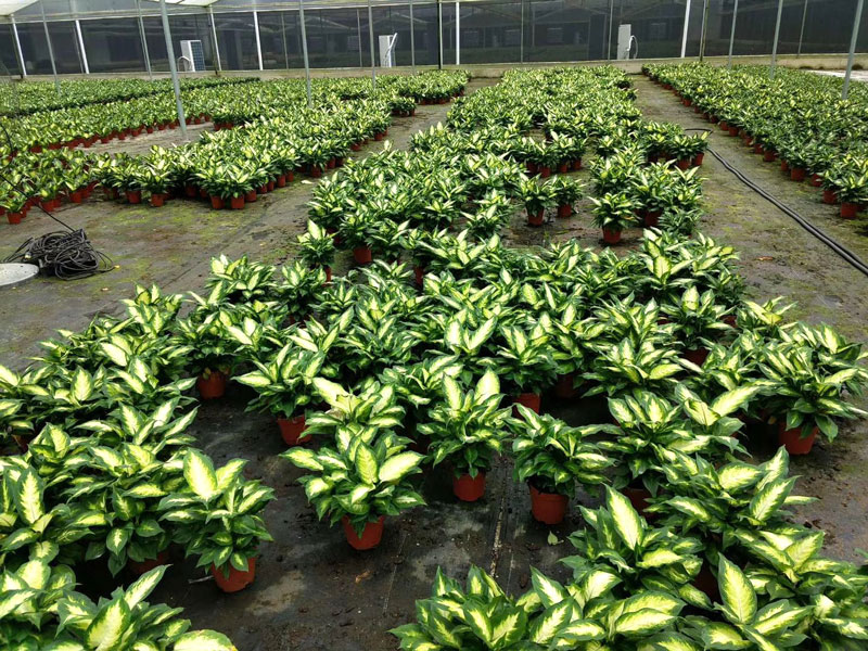 粉黛万年青盆栽花叶银皇后玛丽安花卉室内桌面客厅吸土培植物粉黛1401