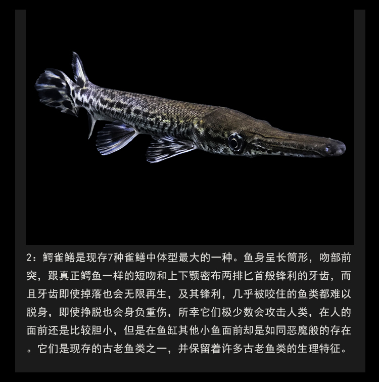 大型白化火箭幽灵火箭黑火箭福鳄尖嘴鳄大型热带鱼凶猛鱼观赏鱼水财神