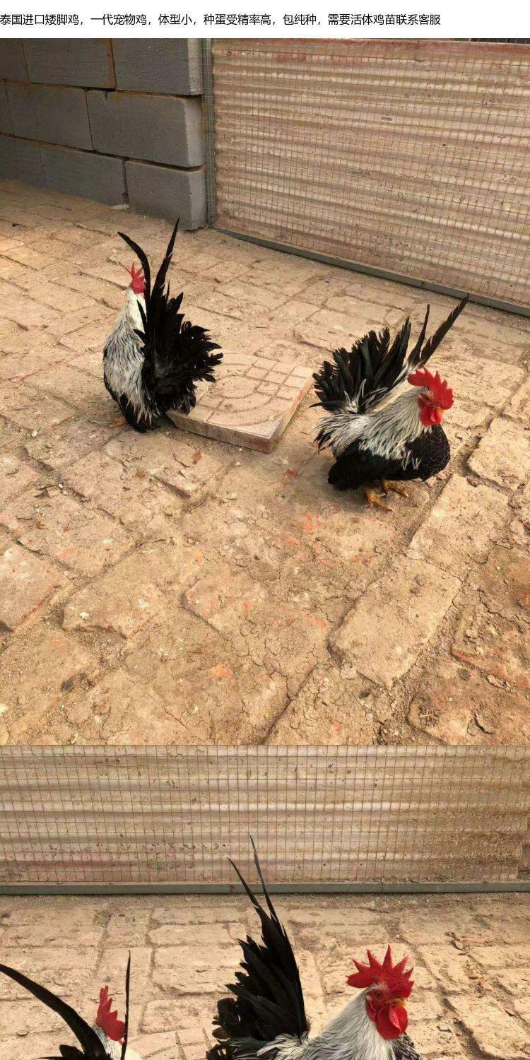 矮脚鸡苗元宝鸡苗观赏鸡种蛋受精蛋可孵化鸡蛋宠物鸡新品小玲珑鸡蛋种