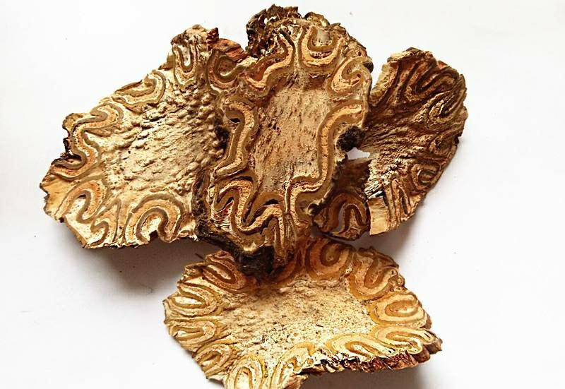 伊梵麦中药材龙骨风批发大量现货龙骨风质量50克