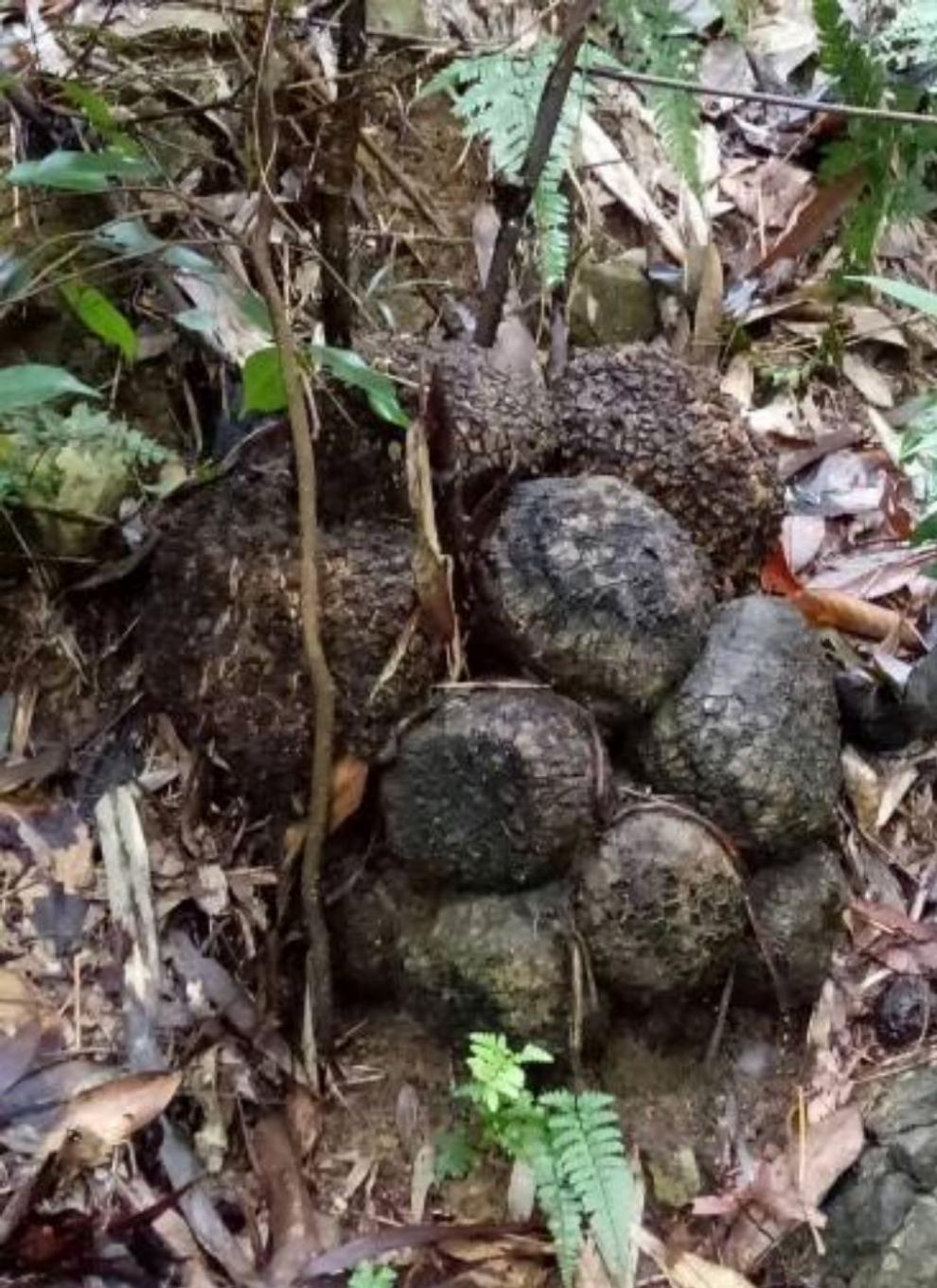 北京同仁堂原料薯莨薯良鲜干货鸡血莲血三七血葫芦酱头避血雷金花果