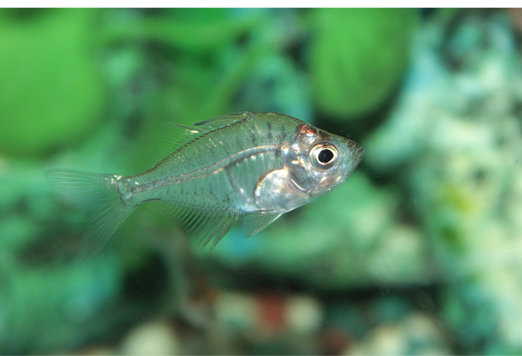 boussac宝利恒玻璃拉拉鱼玻璃猫热带鱼观赏鱼透明的鱼活体群游小型鱼