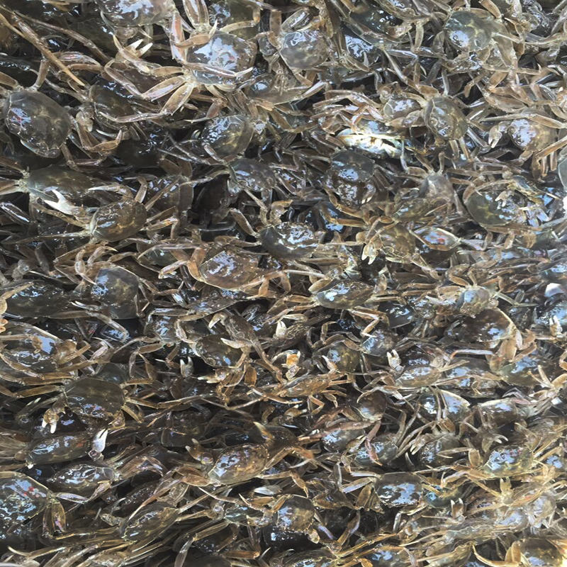 秋颖江苏大闸蟹苗鲜活小蟹苗河蟹苗毛蟹苗养殖扣蟹苗满3斤顺丰