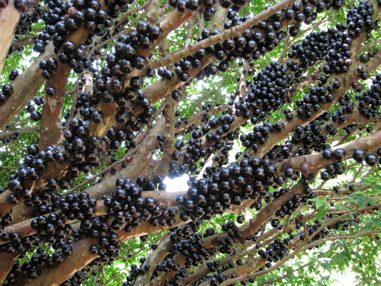 花姬 嘉宝果树苗四季红妃嘉宝果苗沙巴树葡萄苗早生果树苗 【沙巴嘉宝