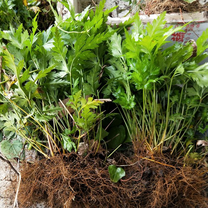 现挖新鲜黄连苗 黄连种苗 川黄连 味连 带须根带土易成活绿植盆栽