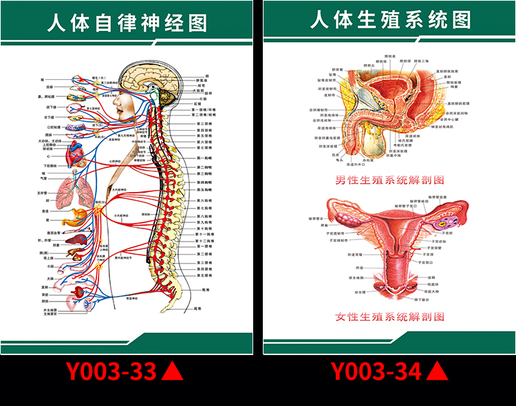 男性剖面图人体器官结构男性生殖泌尿解剖图挂图海报 y003-9 女性生殖