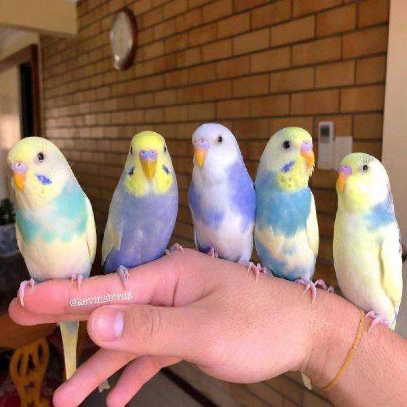 荣郁 虎皮国血大头鹦鹉特色金彩鹦鹉特色大头鹦鹉学舌鹦鹉活体大头虎