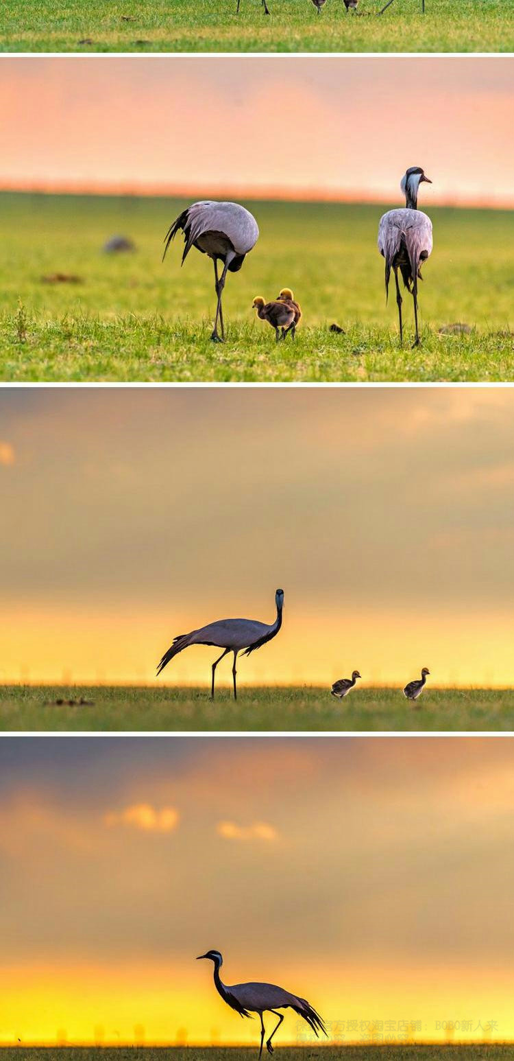 22 折返镜头尼康莱兹伊康品牌镜头900mm折返望远长焦定焦打鸟体育琦莎黑色富士口套餐一 图片价格品牌报价 京东