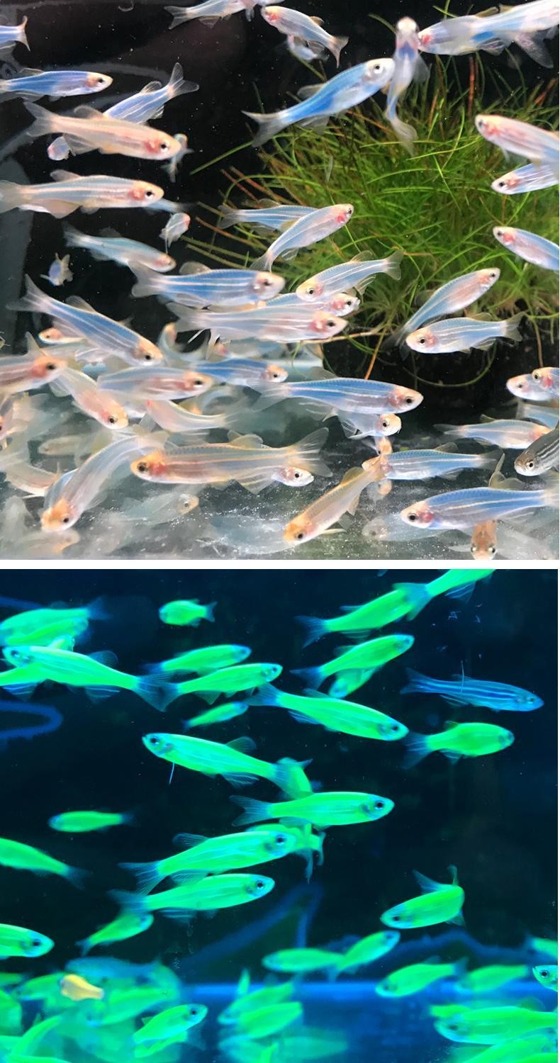 博晟洋热带观赏鱼斑马鱼米奇鱼胎生鱼金苔鼠荧光群游小型鱼淡水耐活好