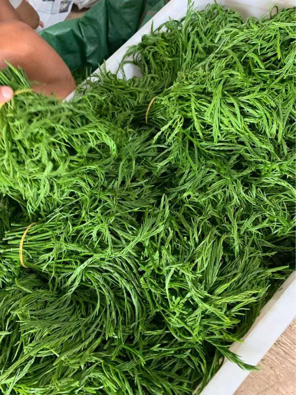 晨臻泰国吃播云南野菜臭菜新鲜蔬菜帕哈羽叶金合欢250克250g