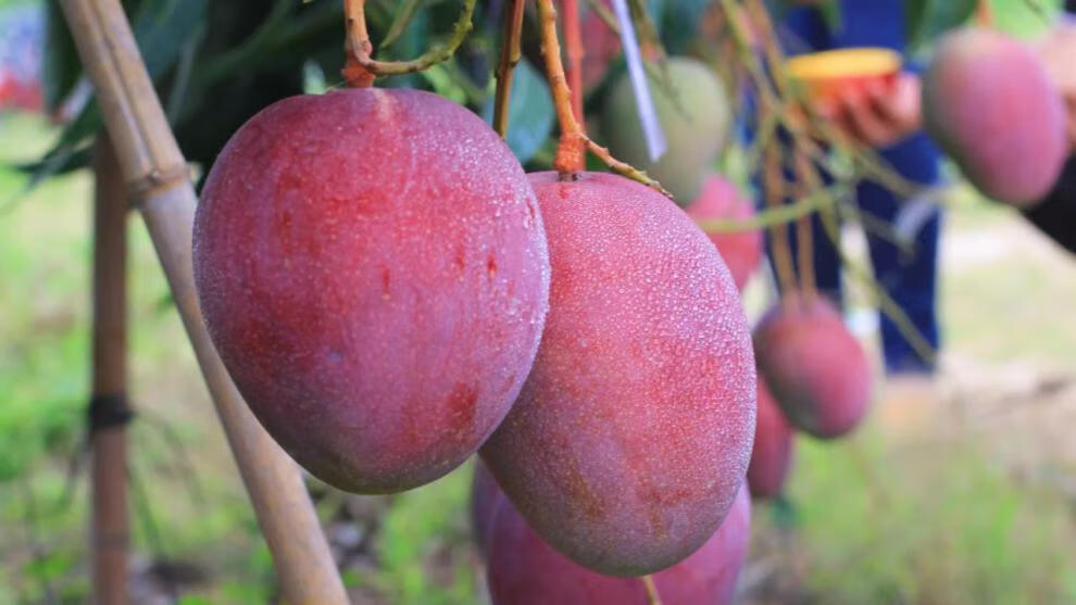 2022头茬果顺丰速运攀枝花阳光爱文芒果新鲜彩虹芒应当季现摘芒果新鲜